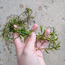 Load image into Gallery viewer, Stem Plants A la Carte!-Aquatic Plants-Glass Grown Aquatics-Narrow Saggittaria-Glass Grown Aquatics-Aquarium live fish plants, decor