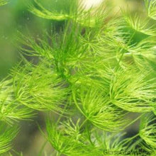 Load image into Gallery viewer, Stem Plants A la Carte!-Aquatic Plants-Glass Grown Aquatics-Narrow Saggittaria-Glass Grown Aquatics-Aquarium live fish plants, decor