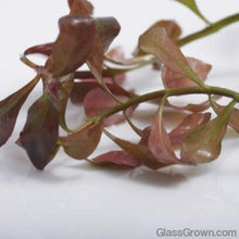 Load image into Gallery viewer, Stem Plants A la Carte!-Aquatic Plants-Glass Grown Aquatics-Narrow Saggittaria-Glass Grown Aquatics-Aquarium live fish plants, decor