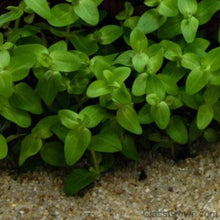 Load image into Gallery viewer, Stem Plants A la Carte!-Aquatic Plants-Glass Grown Aquatics-Narrow Saggittaria-Glass Grown Aquatics-Aquarium live fish plants, decor