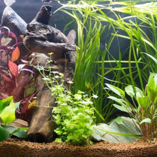 Load image into Gallery viewer, Stem Plants A la Carte!-Aquatic Plants-Glass Grown Aquatics-Narrow Saggittaria-Glass Grown Aquatics-Aquarium live fish plants, decor