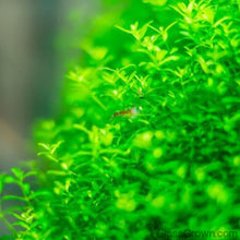 Load image into Gallery viewer, Stem Plants A la Carte!-Aquatic Plants-Glass Grown Aquatics-Narrow Saggittaria-Glass Grown Aquatics-Aquarium live fish plants, decor