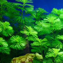 Load image into Gallery viewer, Stem Plants A la Carte!-Aquatic Plants-Glass Grown Aquatics-Narrow Saggittaria-Glass Grown Aquatics-Aquarium live fish plants, decor