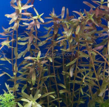 Load image into Gallery viewer, Stem Plants A la Carte!-Aquatic Plants-Glass Grown Aquatics-Narrow Saggittaria-Glass Grown Aquatics-Aquarium live fish plants, decor
