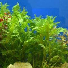 Load image into Gallery viewer, Stem Plants A la Carte!-Aquatic Plants-Glass Grown Aquatics-Narrow Saggittaria-Glass Grown Aquatics-Aquarium live fish plants, decor