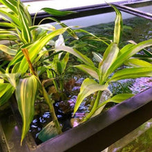 Load image into Gallery viewer, Striped Lucky Bamboo-Aquatic Plants-Glass Grown-Glass Grown Aquatics-Aquarium live fish plants, decor