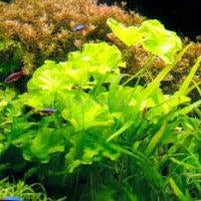 Load image into Gallery viewer, Taiwan Lily Plantlet-Aquatic Plants-Glass Grown-Glass Grown Aquatics-Aquarium live fish plants, decor