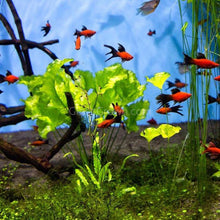 Load image into Gallery viewer, Taiwan Lily Plantlet-Aquatic Plants-Glass Grown-Glass Grown Aquatics-Aquarium live fish plants, decor