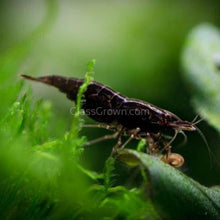 Load image into Gallery viewer, Black Onyx Dwarf Shrimp 10+ Pack-Live Animals-Glass Grown-10x-Glass Grown Aquatics-Aquarium live fish plants, decor