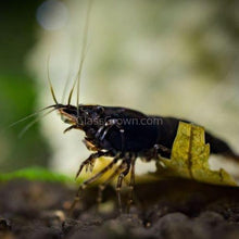 Load image into Gallery viewer, Black Onyx Dwarf Shrimp 10+ Pack-Live Animals-Glass Grown-10x-Glass Grown Aquatics-Aquarium live fish plants, decor