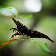 Load image into Gallery viewer, Black Onyx Dwarf Shrimp 10+ Pack-Live Animals-Glass Grown-10x-Glass Grown Aquatics-Aquarium live fish plants, decor