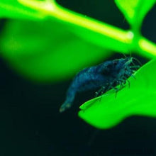 Load image into Gallery viewer, Blue Dream Dwarf Shrimp 10+ Pack-Live Animals-Glass Grown-10x-Glass Grown Aquatics-Aquarium live fish plants, decor