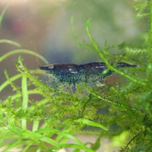 Load image into Gallery viewer, Midnight Blue Dwarf Shrimp 10+ Pack-Live Animals-Glass Grown-10x-Glass Grown Aquatics-Aquarium live fish plants, decor