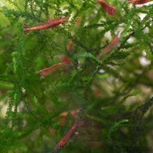 Load image into Gallery viewer, Red Cherry Dwarf Shrimp 10+ Pack-Live Animals-Glass Grown-10x-Glass Grown Aquatics-Aquarium live fish plants, decor