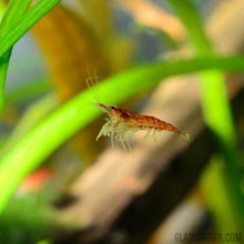 Load image into Gallery viewer, Red Cherry Dwarf Shrimp 10+ Pack-Live Animals-Glass Grown-10x-Glass Grown Aquatics-Aquarium live fish plants, decor