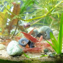 Load image into Gallery viewer, Red Cherry Dwarf Shrimp 10+ Pack-Live Animals-Glass Grown-10x-Glass Grown Aquatics-Aquarium live fish plants, decor