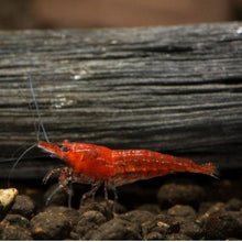 Load image into Gallery viewer, Red Cherry Dwarf Shrimp 10+ Pack-Live Animals-Glass Grown-10x-Glass Grown Aquatics-Aquarium live fish plants, decor