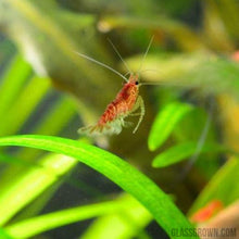 Load image into Gallery viewer, Red Cherry Dwarf Shrimp 10+ Pack-Live Animals-Glass Grown-10x-Glass Grown Aquatics-Aquarium live fish plants, decor