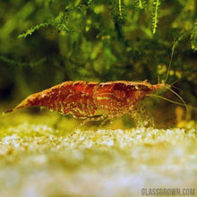 Load image into Gallery viewer, Red Cherry Dwarf Shrimp 10+ Pack-Live Animals-Glass Grown-10x-Glass Grown Aquatics-Aquarium live fish plants, decor