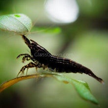 Load image into Gallery viewer, Skittles Dwarf Shrimp 10+ Pack-Live Animals-Glass Grown-10x-Glass Grown Aquatics-Aquarium live fish plants, decor