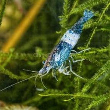 Load image into Gallery viewer, Skittles Dwarf Shrimp 10+ Pack-Live Animals-Glass Grown-10x-Glass Grown Aquatics-Aquarium live fish plants, decor