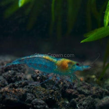 Load image into Gallery viewer, Skittles Dwarf Shrimp 10+ Pack-Live Animals-Glass Grown-10x-Glass Grown Aquatics-Aquarium live fish plants, decor