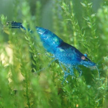 Load image into Gallery viewer, Skittles Dwarf Shrimp 10+ Pack-Live Animals-Glass Grown-10x-Glass Grown Aquatics-Aquarium live fish plants, decor