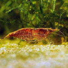 Load image into Gallery viewer, Skittles Dwarf Shrimp 10+ Pack-Live Animals-Glass Grown-10x-Glass Grown Aquatics-Aquarium live fish plants, decor