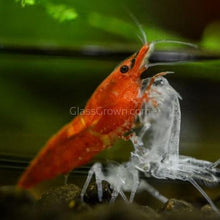 Load image into Gallery viewer, Skittles Dwarf Shrimp 10+ Pack-Live Animals-Glass Grown-10x-Glass Grown Aquatics-Aquarium live fish plants, decor