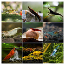 Load image into Gallery viewer, Skittles Dwarf Shrimp 10+ Pack-Live Animals-Glass Grown-10x-Glass Grown Aquatics-Aquarium live fish plants, decor