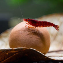 Load image into Gallery viewer, Ten Tourmaline or Maifanitum Clay Mineral Balls-Aquarium Decor-Glass Grown Aquatics-Maifanitum Clay Mineral Balls-Glass Grown Aquatics-Aquarium live fish plants, decor