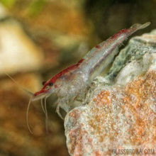 Load image into Gallery viewer, Wild Type Dwarf Shrimp 10+ Pack-Live Animals-Glass Grown-10x-Glass Grown Aquatics-Aquarium live fish plants, decor