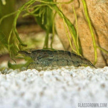 Load image into Gallery viewer, Wild Type Dwarf Shrimp 10+ Pack-Live Animals-Glass Grown-10x-Glass Grown Aquatics-Aquarium live fish plants, decor