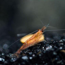 Load image into Gallery viewer, Wild Type Dwarf Shrimp 10+ Pack-Live Animals-Glass Grown-10x-Glass Grown Aquatics-Aquarium live fish plants, decor