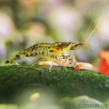 Load image into Gallery viewer, Wild Type Dwarf Shrimp 10+ Pack-Live Animals-Glass Grown-10x-Glass Grown Aquatics-Aquarium live fish plants, decor