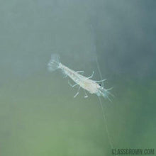 Load image into Gallery viewer, Wild Type Dwarf Shrimp 10+ Pack-Live Animals-Glass Grown-10x-Glass Grown Aquatics-Aquarium live fish plants, decor