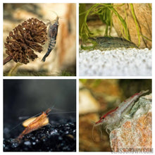 Load image into Gallery viewer, Wild Type Dwarf Shrimp 10+ Pack-Live Animals-Glass Grown-10x-Glass Grown Aquatics-Aquarium live fish plants, decor