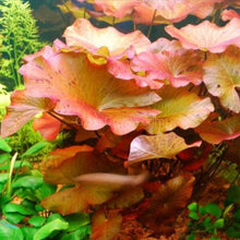 Load image into Gallery viewer, Grower's Choice Color Combo Pack (6 Plants)-Aquatic Plants-Glass Grown-Glass Grown Aquatics-Aquarium live fish plants, decor