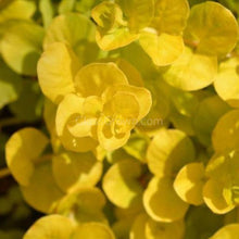 Load image into Gallery viewer, Grower's Choice Color Combo Pack (6 Plants)-Aquatic Plants-Glass Grown-Glass Grown Aquatics-Aquarium live fish plants, decor