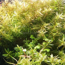 Load image into Gallery viewer, Grower's Choice Color Combo Pack (6 Plants)-Aquatic Plants-Glass Grown-Glass Grown Aquatics-Aquarium live fish plants, decor