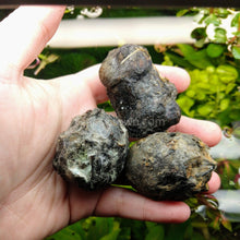 Load image into Gallery viewer, Grower's Choice Color Combo Pack (6 Plants)-Aquatic Plants-Glass Grown-Glass Grown Aquatics-Aquarium live fish plants, decor