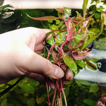 Load image into Gallery viewer, Grower's Choice Color Combo Pack (6 Plants)-Aquatic Plants-Glass Grown-Glass Grown Aquatics-Aquarium live fish plants, decor