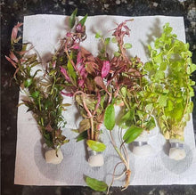 Load image into Gallery viewer, Grower's Choice Color Combo Pack (6 Plants)-Aquatic Plants-Glass Grown-Glass Grown Aquatics-Aquarium live fish plants, decor