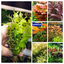 Load image into Gallery viewer, Grower's Choice Color Combo Pack (6 Plants)-Aquatic Plants-Glass Grown-Glass Grown Aquatics-Aquarium live fish plants, decor