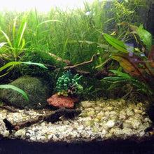 Load image into Gallery viewer, Tiny Succulent Lava Rock Decor-Aquarium Decor-Glass Grown-Glass Grown Aquatics-Aquarium live fish plants, decor
