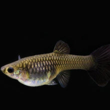 Load image into Gallery viewer, Trio Black Moscow Guppies-Live Animals-Glass Grown-Glass Grown Aquatics-Aquarium live fish plants, decor