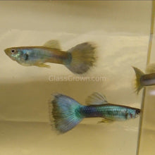 Load image into Gallery viewer, Trio Hawaiian Blue Moscow Guppies-Live Animals-Glass Grown-Glass Grown Aquatics-Aquarium live fish plants, decor
