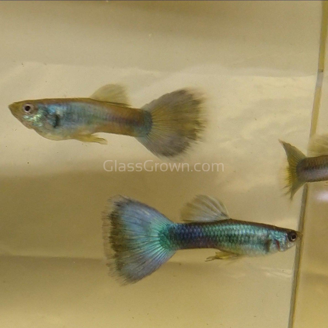 Trio Hawaiian Blue Moscow Guppies-Live Animals-Glass Grown-Glass Grown Aquatics-Aquarium live fish plants, decor