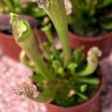 Load image into Gallery viewer, Trumpet Pitcher Carnivorous Plant-Aquatic Plants-Glass Grown-Glass Grown Aquatics-Aquarium live fish plants, decor