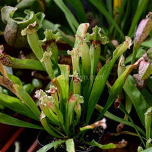 Load image into Gallery viewer, Trumpet Pitcher Carnivorous Plant-Aquatic Plants-Glass Grown-Glass Grown Aquatics-Aquarium live fish plants, decor